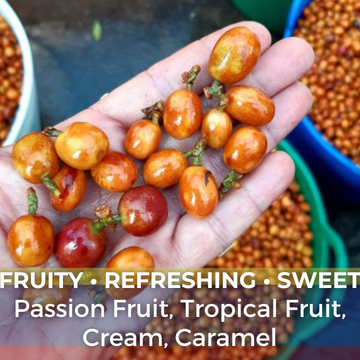 Colombia Huila Elkin Guzman Carbonic Maceration